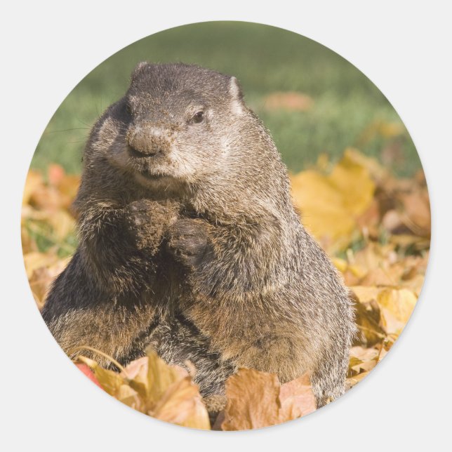 Adesivo Groundhog (Frente)