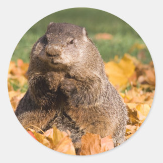 Adesivo Groundhog