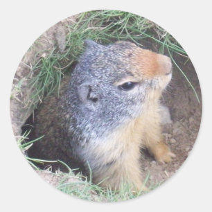 Adesivo Groundhog