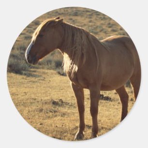 Adesivo Grumpy Chestnut