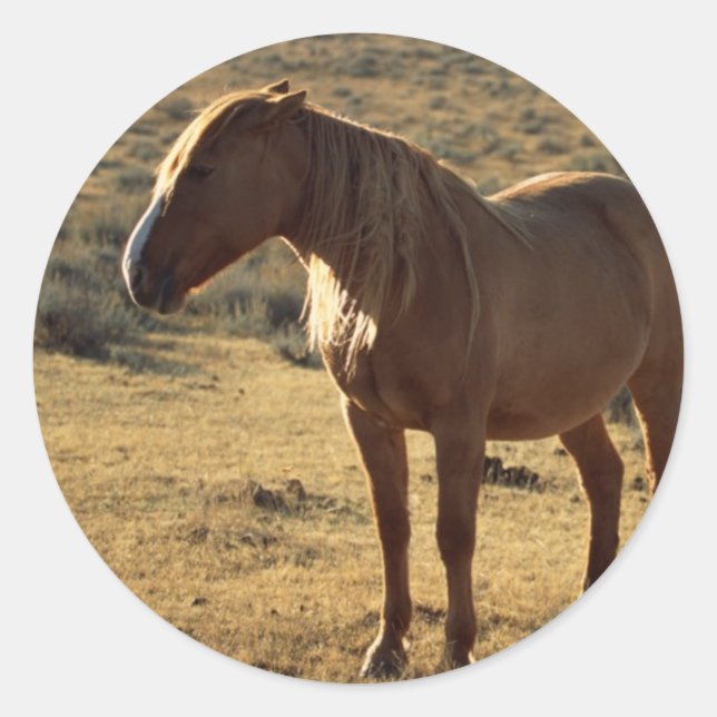 Adesivo Grumpy Chestnut (Frente)