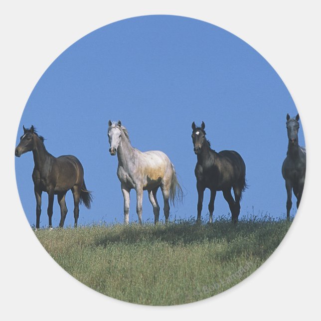 Adesivo Grupo de Árabes (Frente)