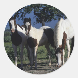 Adesivo Grupo de Cavalos de Pintura