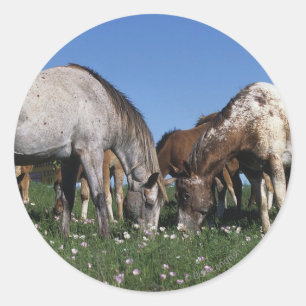 Adesivo Grupo de cavalos do Appaloosa que pastam
