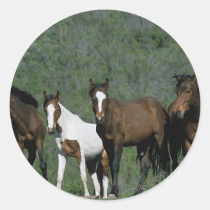 Adesivo Grupo de cavalos selvagens do mustang