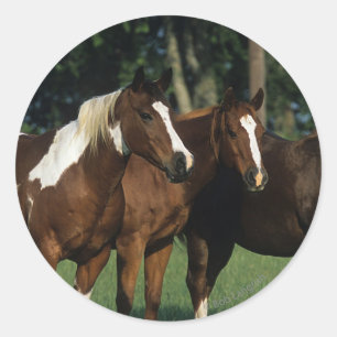 Adesivo Grupo de estar dos cavalos da pintura