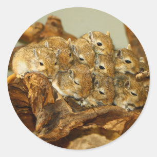 Adesivo Grupo de Meriones Unguiculatus dos Gerbils do