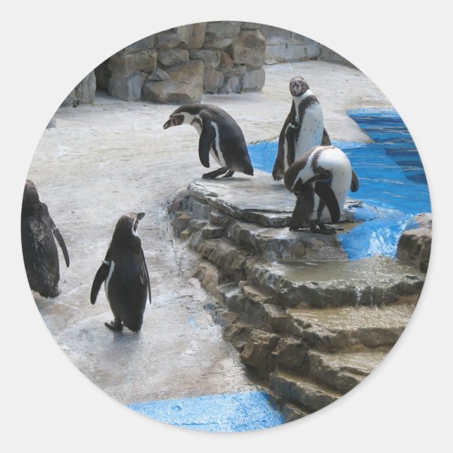 Adesivo Grupo De Pinguins (Frente)