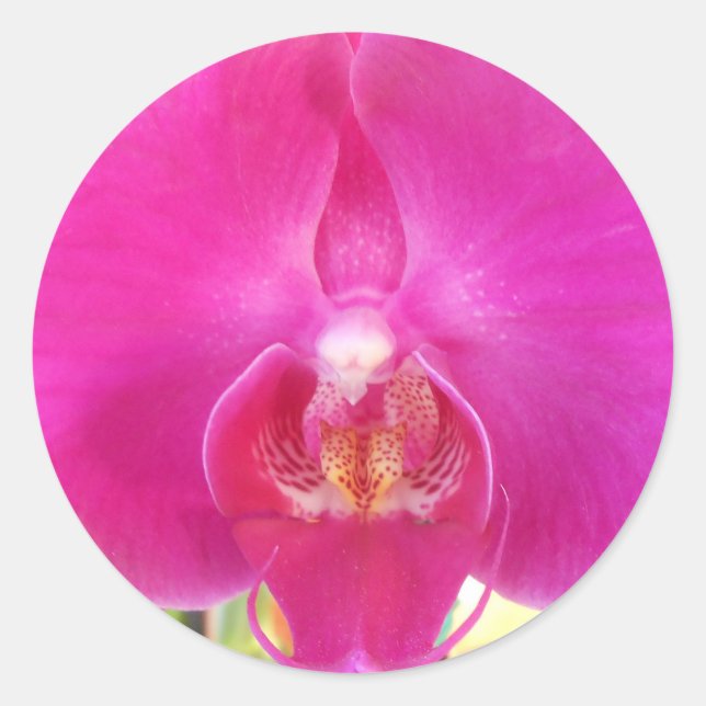 Adesivo Guda (Frente)