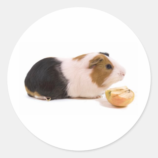 Adesivo guinea pig eating an apple (Frente)