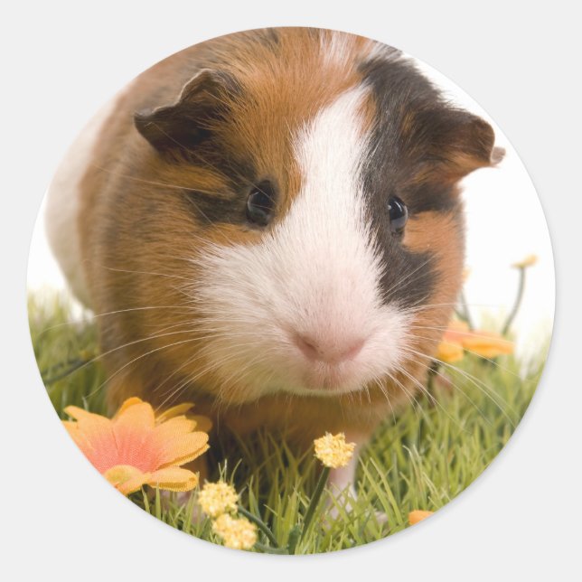 Adesivo guinea pigs tem-se lawn (Frente)