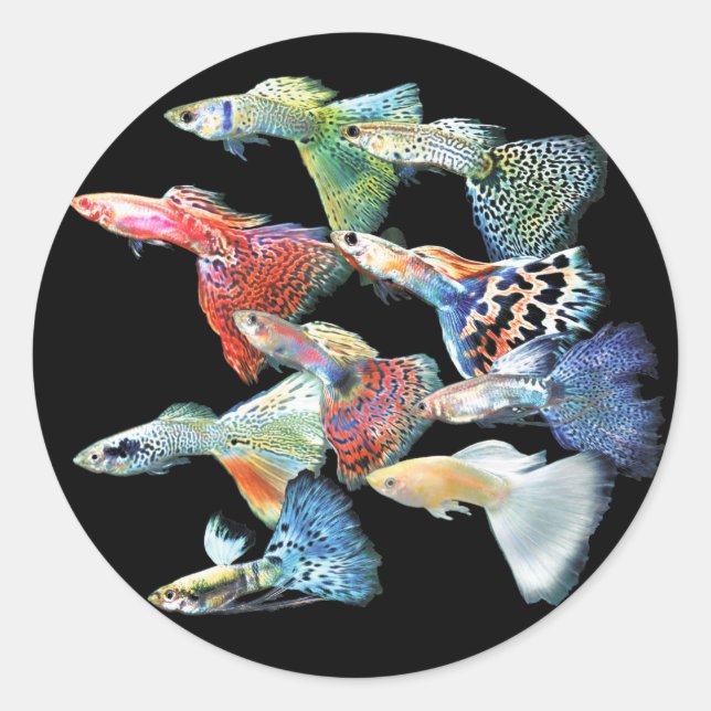Adesivo Guppies (Frente)