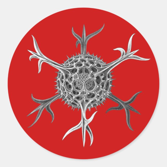 Adesivo Haeckel (Frente)