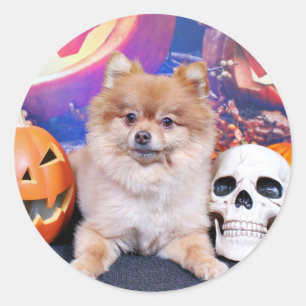 Adesivo Halloween - Pomerânia - Simba