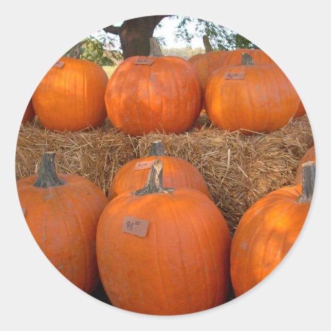 Adesivo Halloween Pumpkins (Frente)