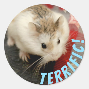Adesivo Hammyville - Espetacular Hamster