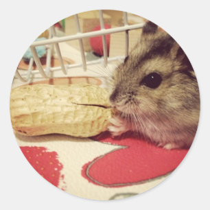 Adesivo Hamster branco de inverno comendo uma folha de ade