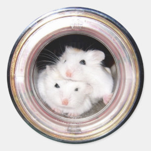 Adesivo Hamster do bebê: Empilhado acima!