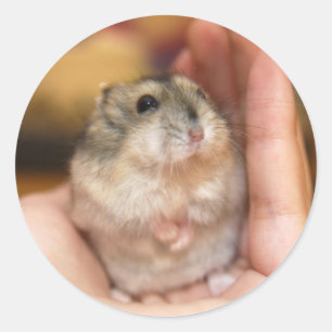 Adesivo Hamster ereto do bebê