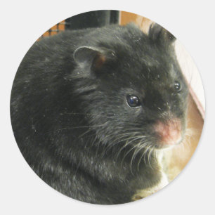 Adesivo Hamster Negro