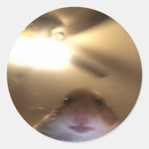 Adesivo Hamster Staring Meme