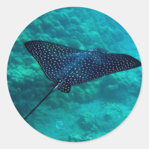 Adesivo Hanauma Bay Hawaii Spotted Eagle Ray