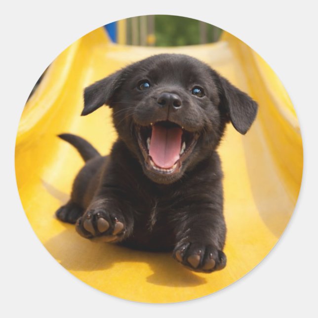 Adesivo Happy Black Labrador Puppy Slides Down Yellow Slid (Frente)