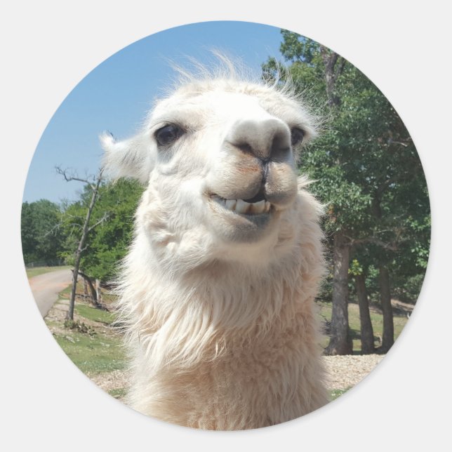 Adesivo Happy Llama (Frente)