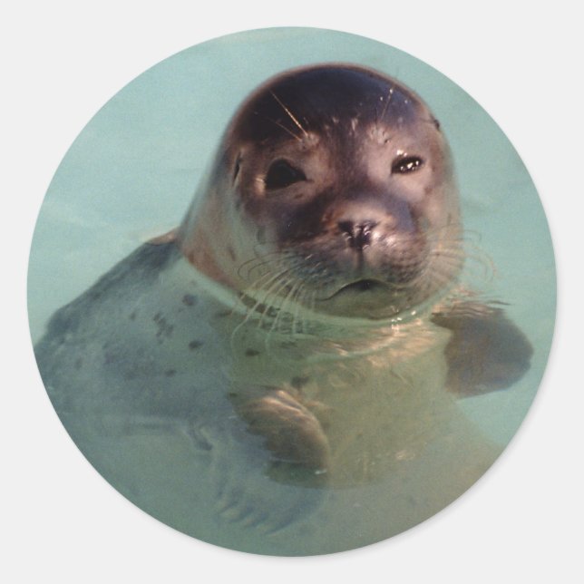 Adesivo Harbor Seal Sticker (Frente)
