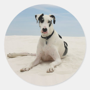 Adesivo Harlequin, Grande Cão-De-Cão-De-Cachorro/Selo
