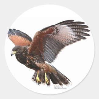 Adesivo Harris Hawk
