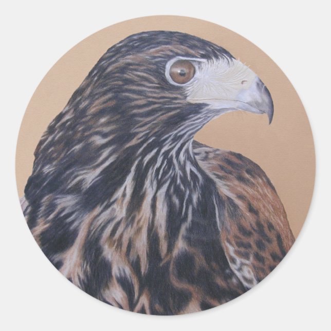 Adesivo Harris Hawk imaturo (Frente)
