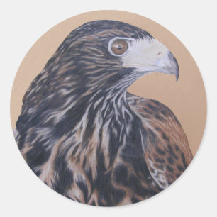 Adesivo Harris Hawk imaturo