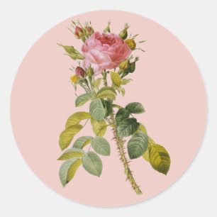 Adesivo Haste do solteiro do rosa do inglês de Redoute