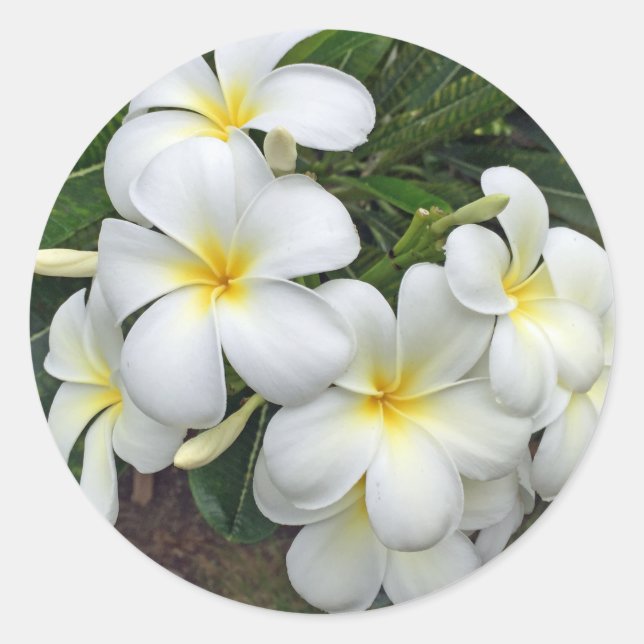 Adesivo Hawaii Plumeria Flowers (Frente)
