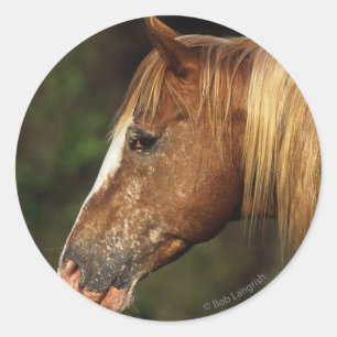 Adesivo Headshot 1 do cavalo do Appaloosa