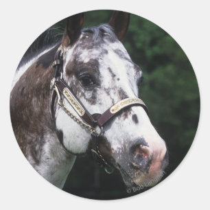 Adesivo Headshot 2 do cavalo do Appaloosa