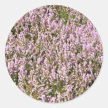 Heather Flowers Belíssima Visão