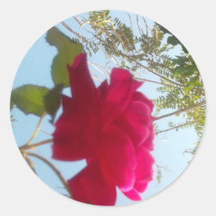 Adesivo Heavenly Bloom: Um Rosa Contra o Céu
