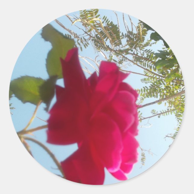 Adesivo Heavenly Bloom: Um Rosa Contra o Céu (Frente)