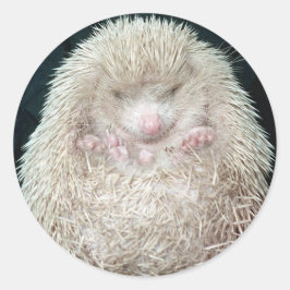 Adesivo Hedgehog