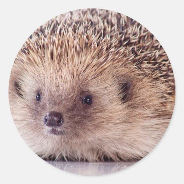 Adesivo Hedgehog, (Frente)