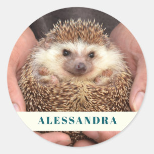 Adesivo Hedgehog em mãos Foto