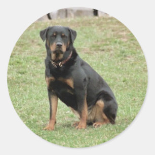 Adesivo Heidi Sticker