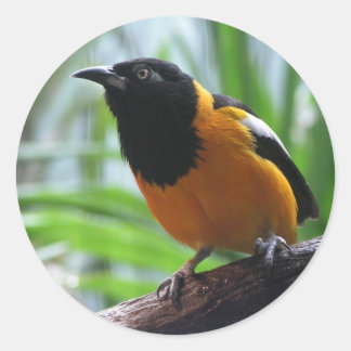 Adesivo Helaine's Oriole