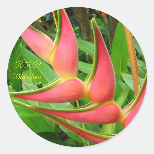 Adesivo Heliconia RSVP — Focos de Envelope Tropical (Frente)