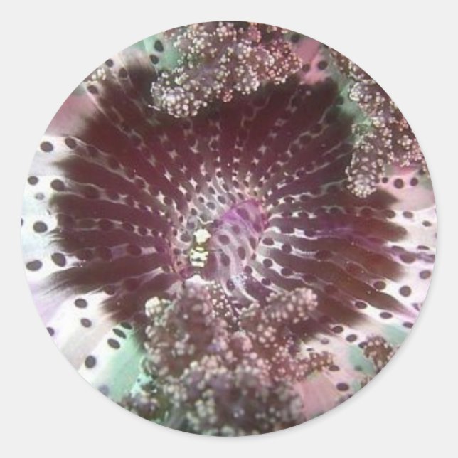 Adesivo Hellsfire Anemone (Frente)
