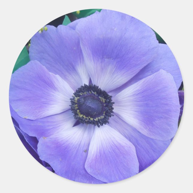 Adesivo Henrietta (Frente)