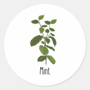 Adesivo Herb de Especiarias de Mint