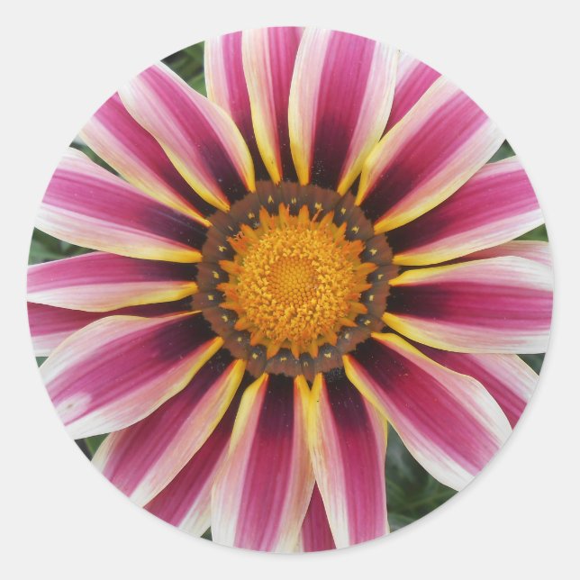 Adesivo Hereford (Frente)